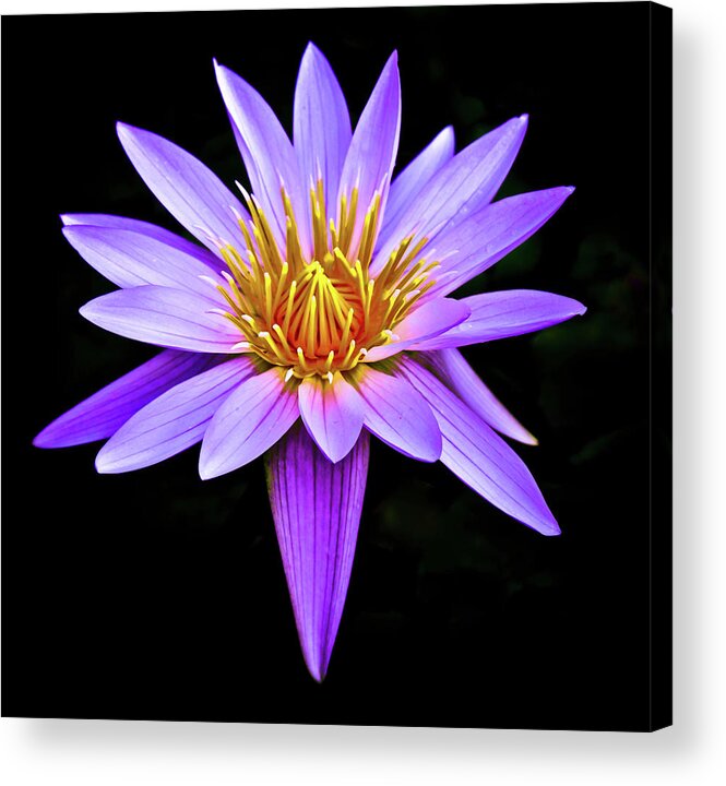 Botanicals Acrylic Print featuring the photograph Purple Waterlily with Golden Heart by Venetia Featherstone-Witty