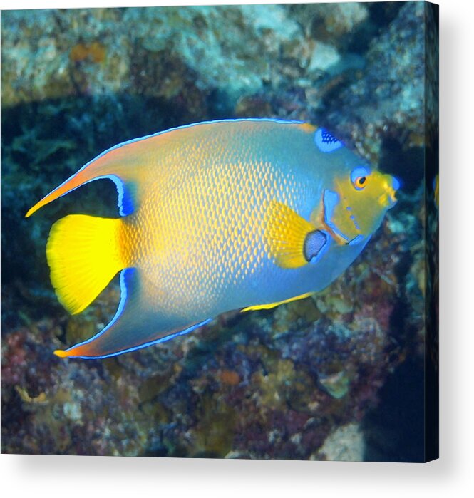 Angelfish Acrylic Print featuring the photograph Queen Angelfish by Amy McDaniel