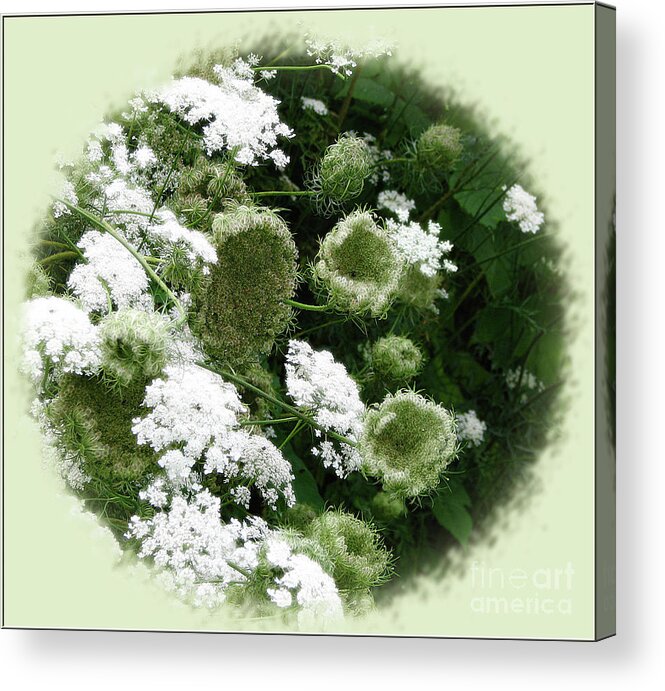 In Focus Acrylic Print featuring the photograph Queen Annes Lace by Deborah Johnson