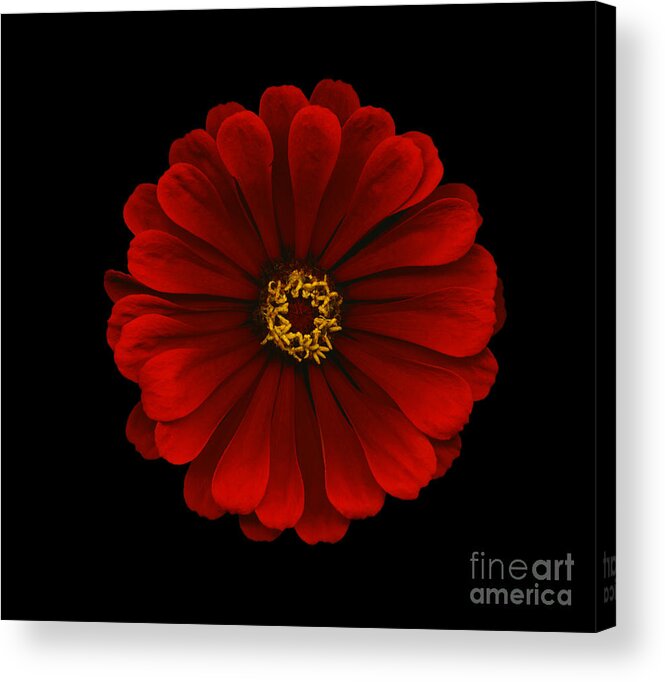 Black Acrylic Print featuring the photograph Red Zinnia by Oscar Gutierrez