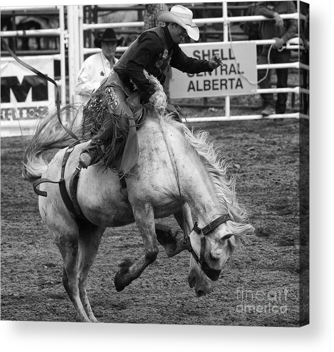 Cowboy Acrylic Print featuring the photograph Rodeo Saddleback Riding 3 by Bob Christopher