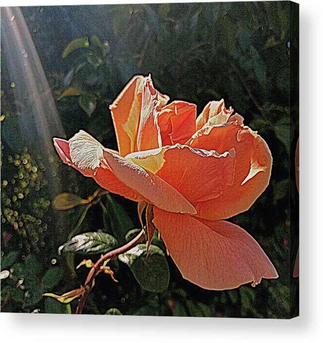 Rose. Flower Acrylic Print featuring the photograph Rose and Rays by Suzy Piatt