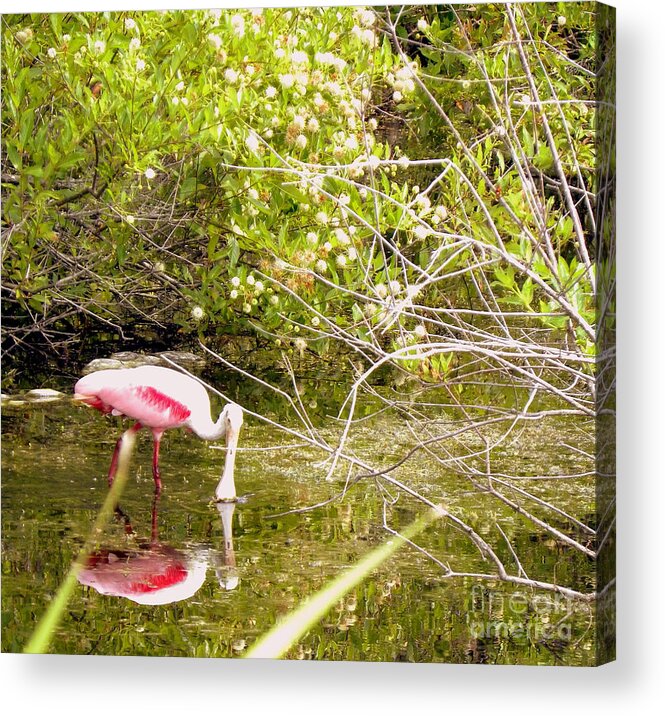 Roseate Acrylic Print featuring the photograph Roseate Spoonbill Feeding by Terri Mills