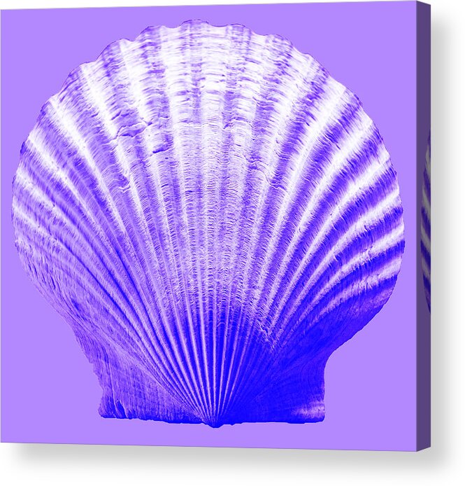 Sea Acrylic Print featuring the photograph Sea Shell-purple by WAZgriffin Digital