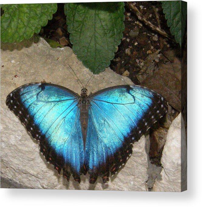 Butterfly Acrylic Print featuring the photograph Showing Off Blue Mortho Butterfly by Antonia Citrino