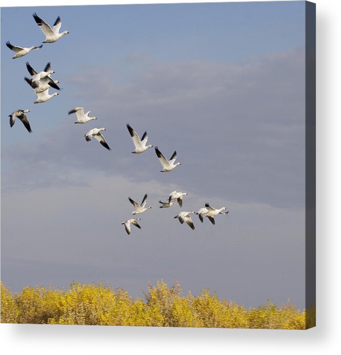 Bird Photography Acrylic Print featuring the photograph Snow Geese In Flight by Elvira Butler