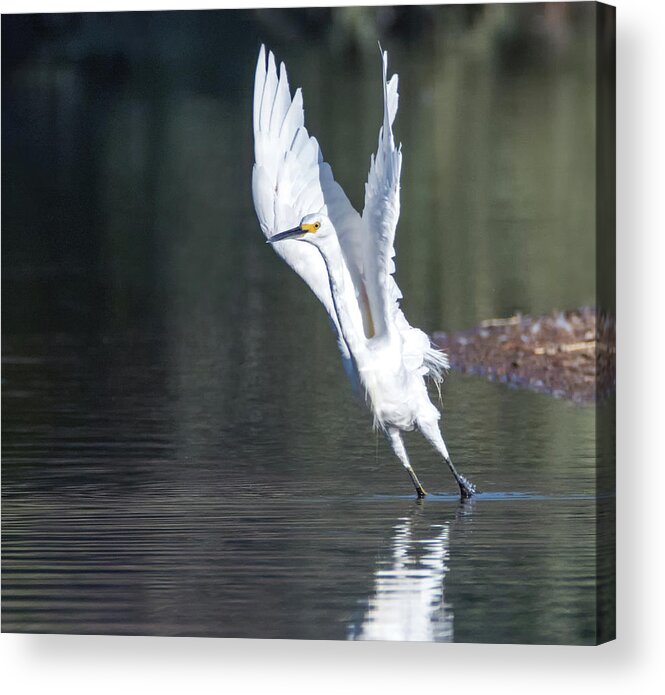 Snowy Acrylic Print featuring the photograph Snowy Egret 4289-080917-3cr by Tam Ryan