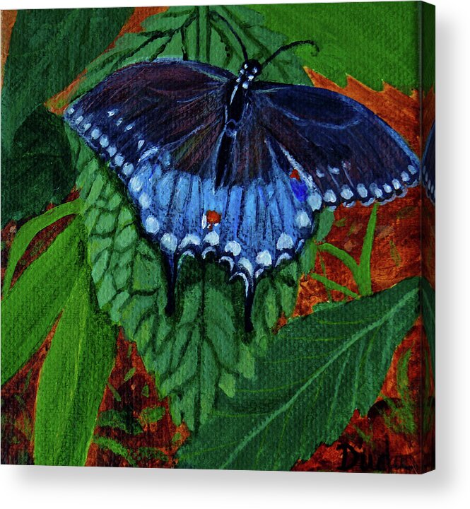  Spicebush Swallowtail Butterfly Acrylic Print featuring the painting Spicebush Swallowtail by Susan Duda