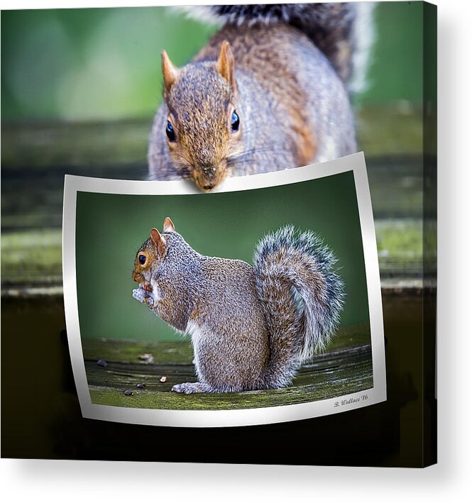 2d Acrylic Print featuring the photograph Squirrely Critique by Brian Wallace