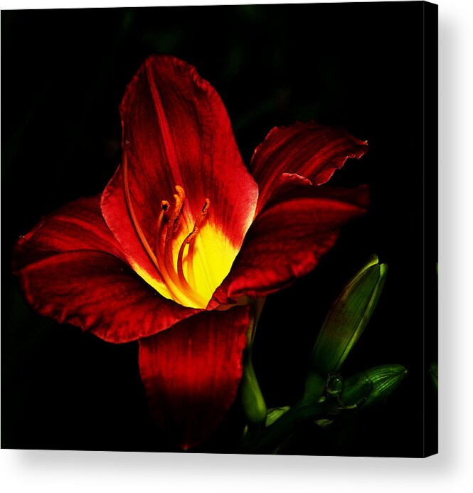 Nature Acrylic Print featuring the photograph Striking Pose by Kathleen Stephens
