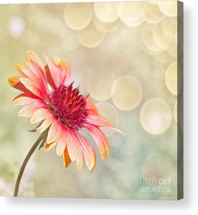 Flower Acrylic Print featuring the photograph Summer Bliss by Linda Lees