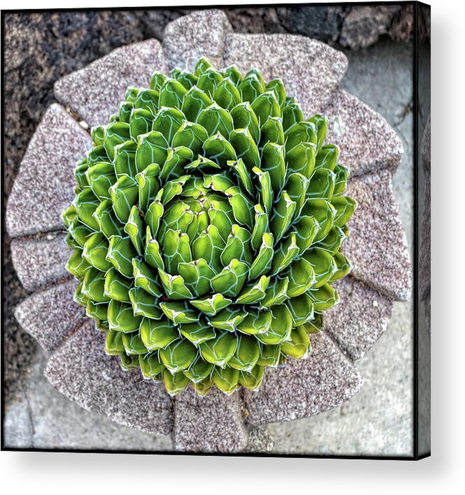 Plants Acrylic Print featuring the photograph Symmetry by Elaine Malott