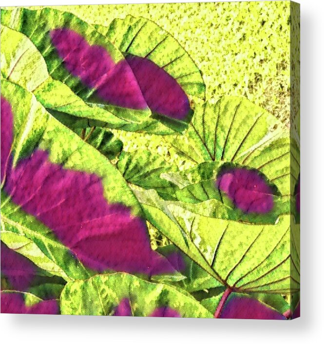 #taroleaves #taro #leaves #green #red #flowersofaloha Acrylic Print featuring the photograph Taro Leaves in Green and Red by Joalene Young