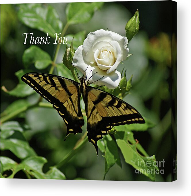 Card Acrylic Print featuring the photograph Thank You Butterfly by Debby Pueschel