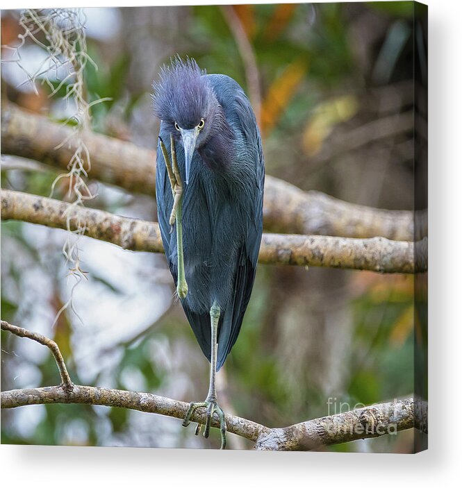 Herons Acrylic Print featuring the photograph That Feels Great - Little Blue Heron by DB Hayes