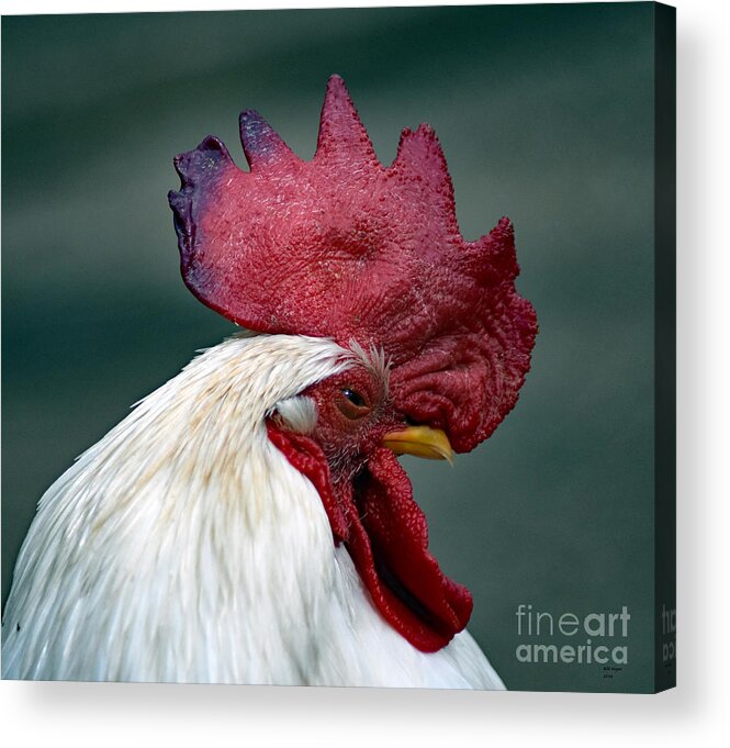 Art Acrylic Print featuring the photograph The Old Cock by DB Hayes