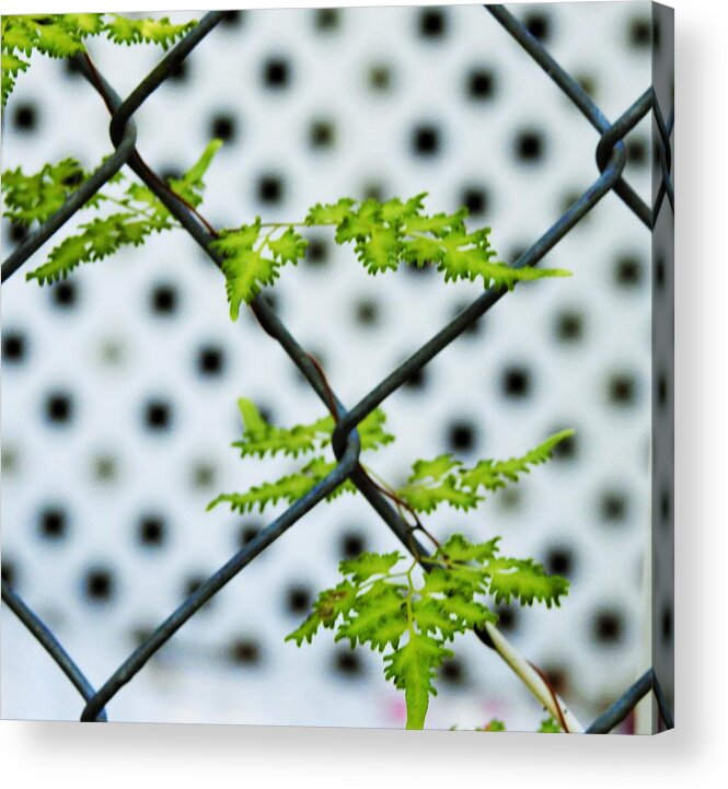 Weed Gardening Vine Green Fern Nature Landscape Pattern Abstract Art Photography Fence Grow White Lattice Background Landscape Garden Acrylic Print featuring the photograph Tiny Little Vine by Jan Gelders