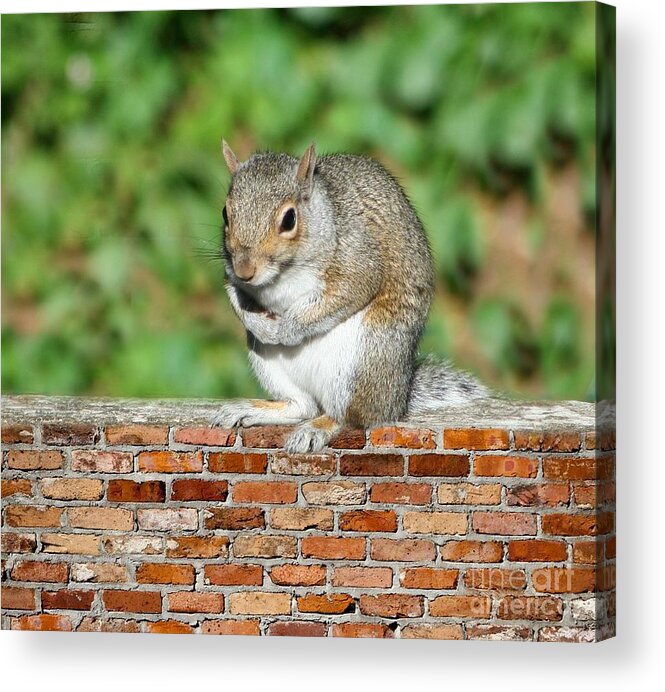 Squirel Acrylic Print featuring the photograph Trouble Brewing by Barbara S Nickerson