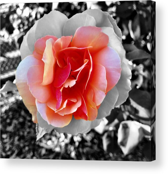 Rose Acrylic Print featuring the photograph Variation by Brad Hodges
