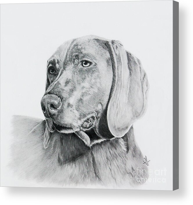 Dog Acrylic Print featuring the drawing Weimaraner by Terri Mills