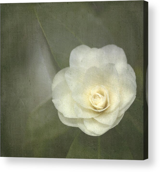White Acrylic Print featuring the photograph White in the Corner by Rebecca Cozart