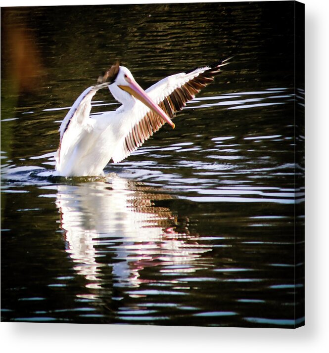 White Pelican Acrylic Print featuring the photograph White Pelican by Dr Janine Williams