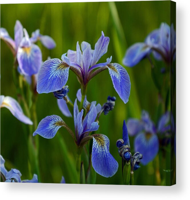 Blue Acrylic Print featuring the photograph Wild Blue Iris by Whispering Peaks Photography