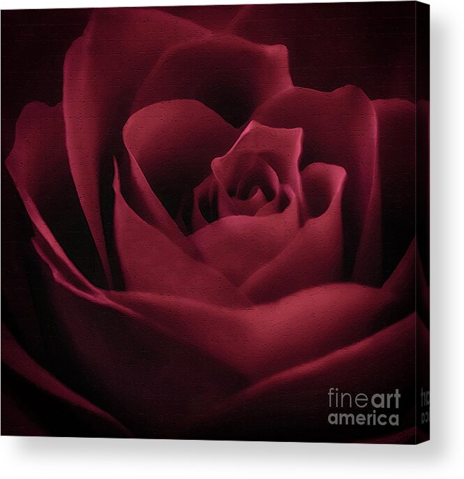 With This Rose Acrylic Print featuring the photograph With This Rose by Charlie Cliques