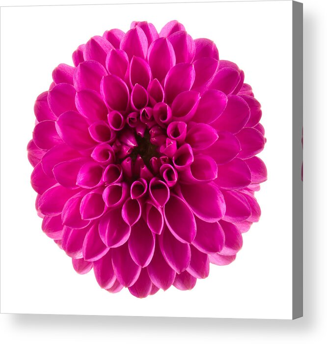White Background Acrylic Print featuring the photograph Dahlia #1 by Vidok