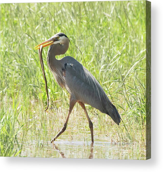 Bird Acrylic Print featuring the photograph Great Blue Heron with a Snake #1 by Dennis Hammer