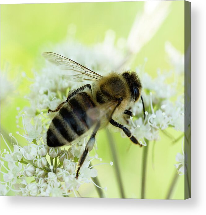 Honey Bee On Wild Carot Flower Acrylic Print featuring the photograph Honey Bee on Wild Carot Flower #2 by Iris Richardson