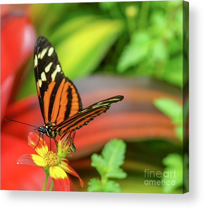 Butterfly Acrylic Print featuring the photograph Butterfly #3 by Cathy Donohoue