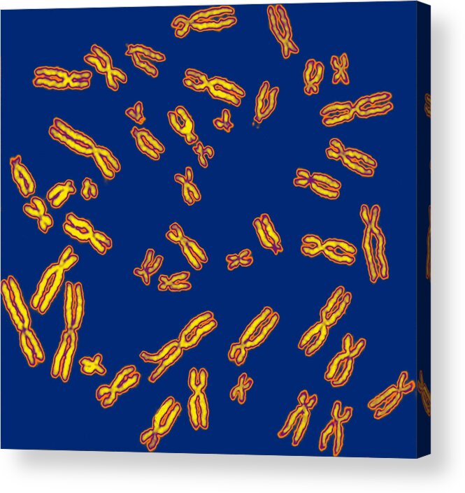 Chromosome Acrylic Print featuring the photograph Human Chromosomes #5 by Biophoto Associates