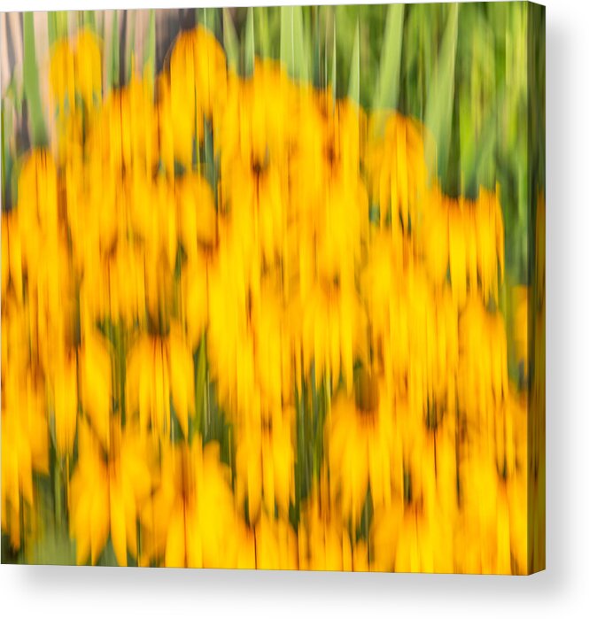 Sunflowers Acrylic Print featuring the photograph Abstract Rudbeckia 2018-1 by Thomas Young