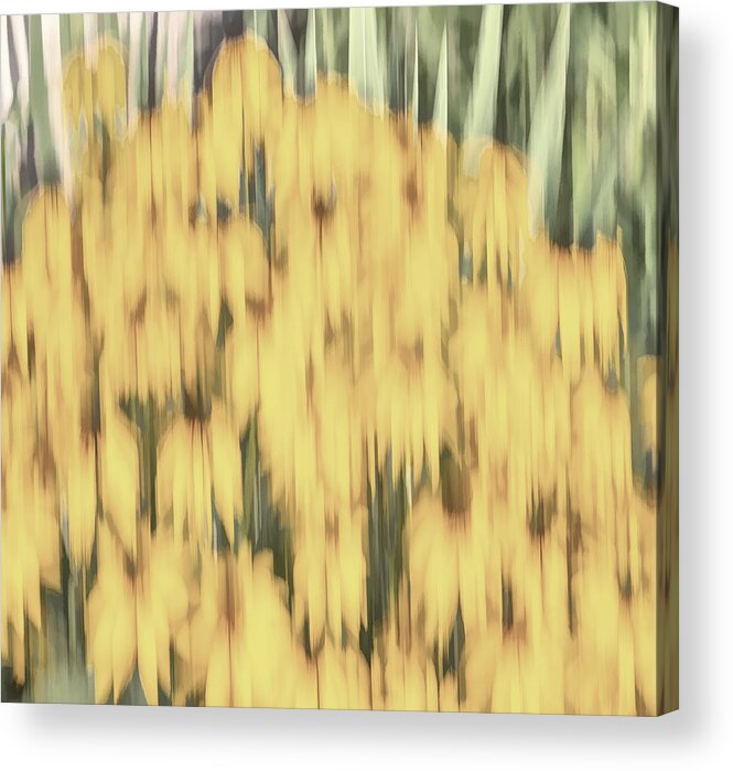 Sunflowers Acrylic Print featuring the photograph Abstract Rudbeckia 2018-2 by Thomas Young