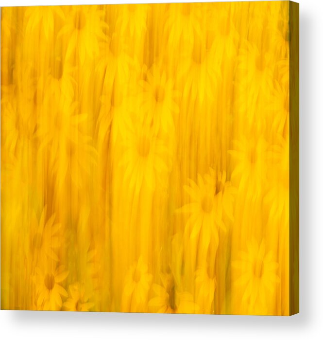 Sunflowers Acrylic Print featuring the photograph Abstract Sunflowers 2018-3 by Thomas Young