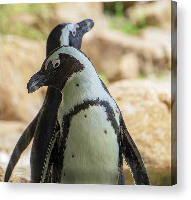 African Penguins Acrylic Print featuring the photograph African Penguins Posing by Jason Fink