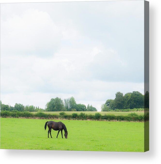 Horse Acrylic Print featuring the photograph Black Horse In A Paddock Grazing by Leverstock