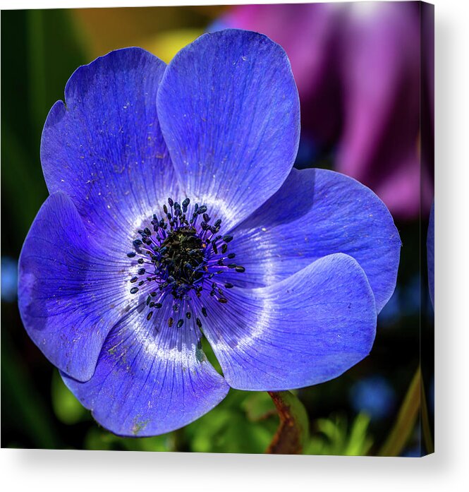 Blue Acrylic Print featuring the photograph Blue Poppy by Susie Weaver