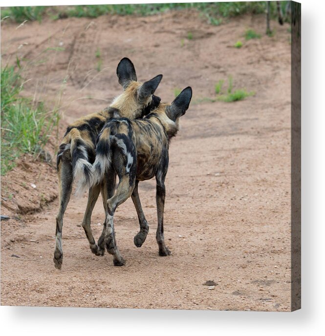 Wild Dog Acrylic Print featuring the photograph Brothers by Mark Hunter