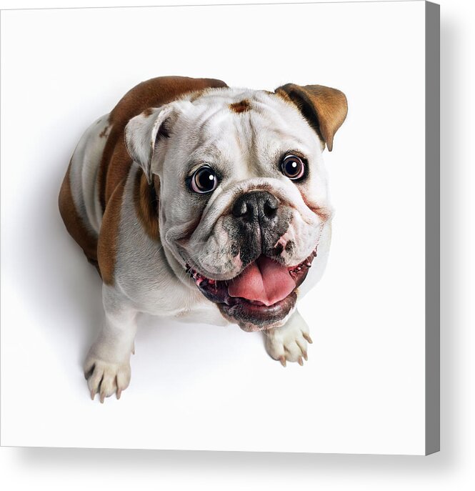 Pets Acrylic Print featuring the photograph Bulldog Looking Up by Gandee Vasan