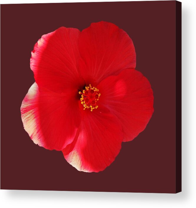 Red Flower Acrylic Print featuring the photograph Flower Power by Charles Stuart