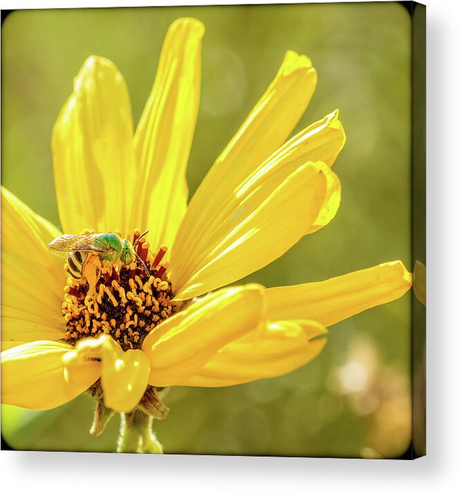 Green Bee Flower Acrylic Print featuring the photograph Green Bee Flower by Arthur Bohlmann