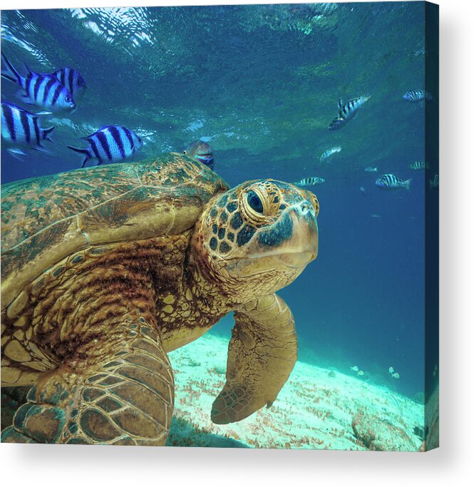 00586423 Acrylic Print featuring the photograph Green Sea Turtle, Balicasag Island, Philippines by Tim Fitzharris