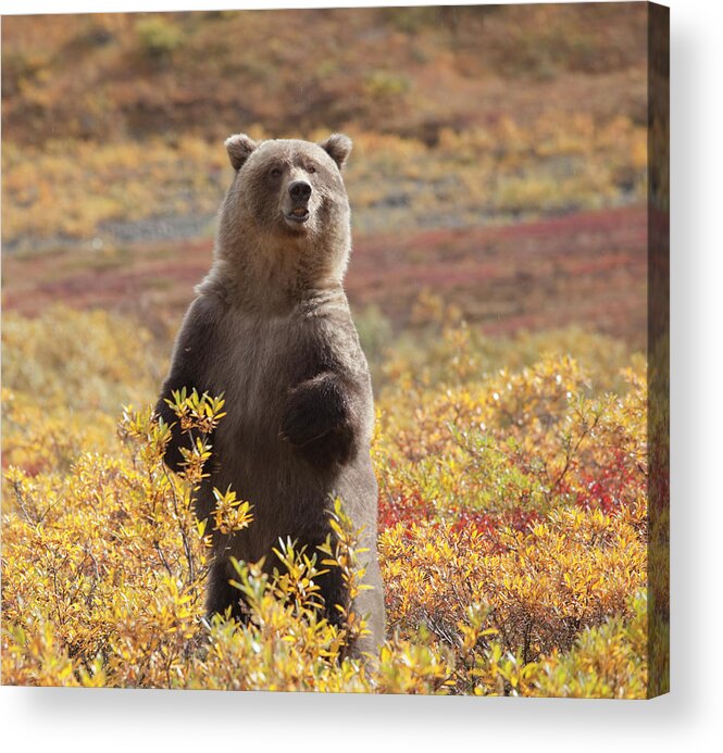 Brown Bear Acrylic Print featuring the photograph Grizzly Bear Standing Amid Autumn by Dhughes9
