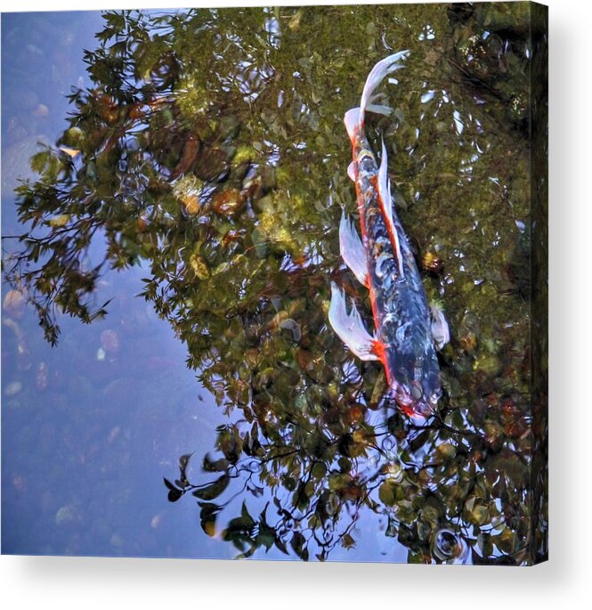 Koi Acrylic Print featuring the photograph Koi Abstract by Peter Mooyman