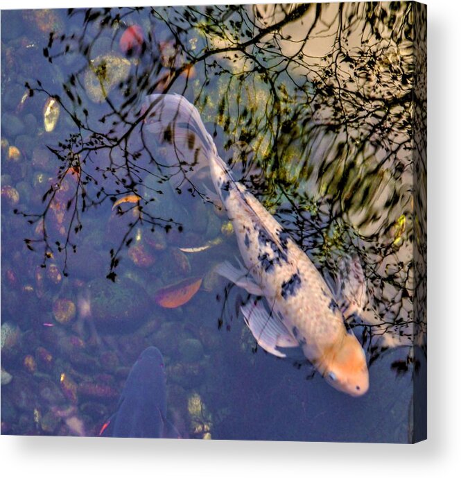 Koi Acrylic Print featuring the photograph Koi and Reflections by Peter Mooyman
