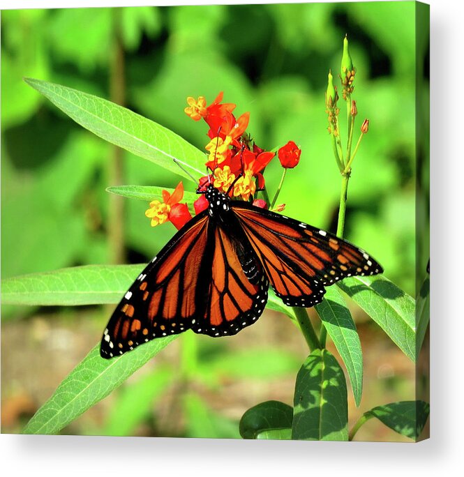 Monarch Butterfly Acrylic Print featuring the photograph Monarch Butterfly Number Three by Linda Stern