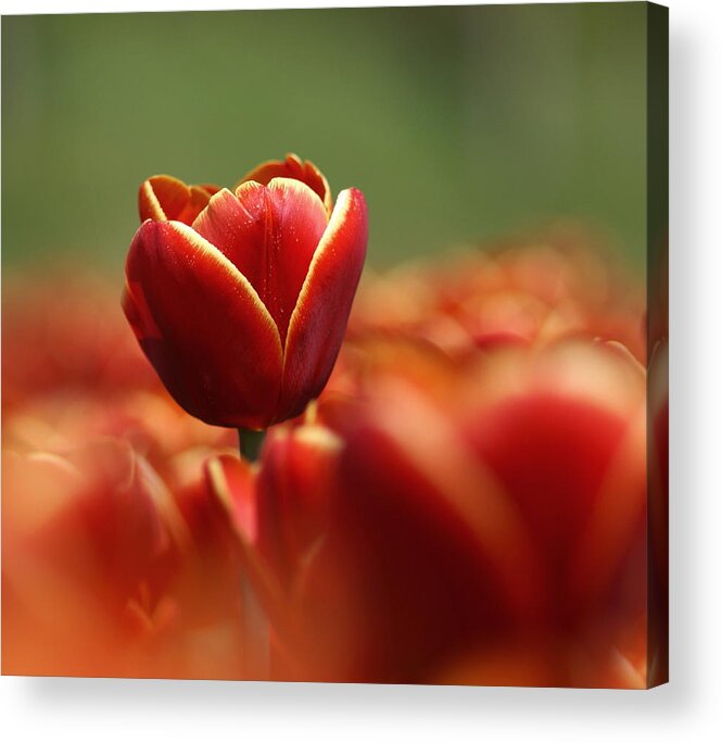 Netherlands Acrylic Print featuring the photograph Red Tulip Against A Soft Background by Chantal