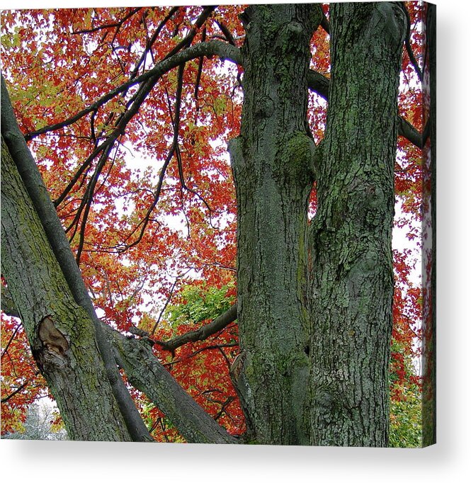 Autumn Acrylic Print featuring the photograph Seeing Autumn by Silvia Marcoschamer